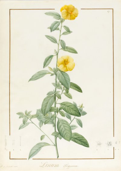 Linium Trigynum, 1813 da Pierre Joseph Redouté
